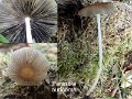Parasola auricoma-amf506